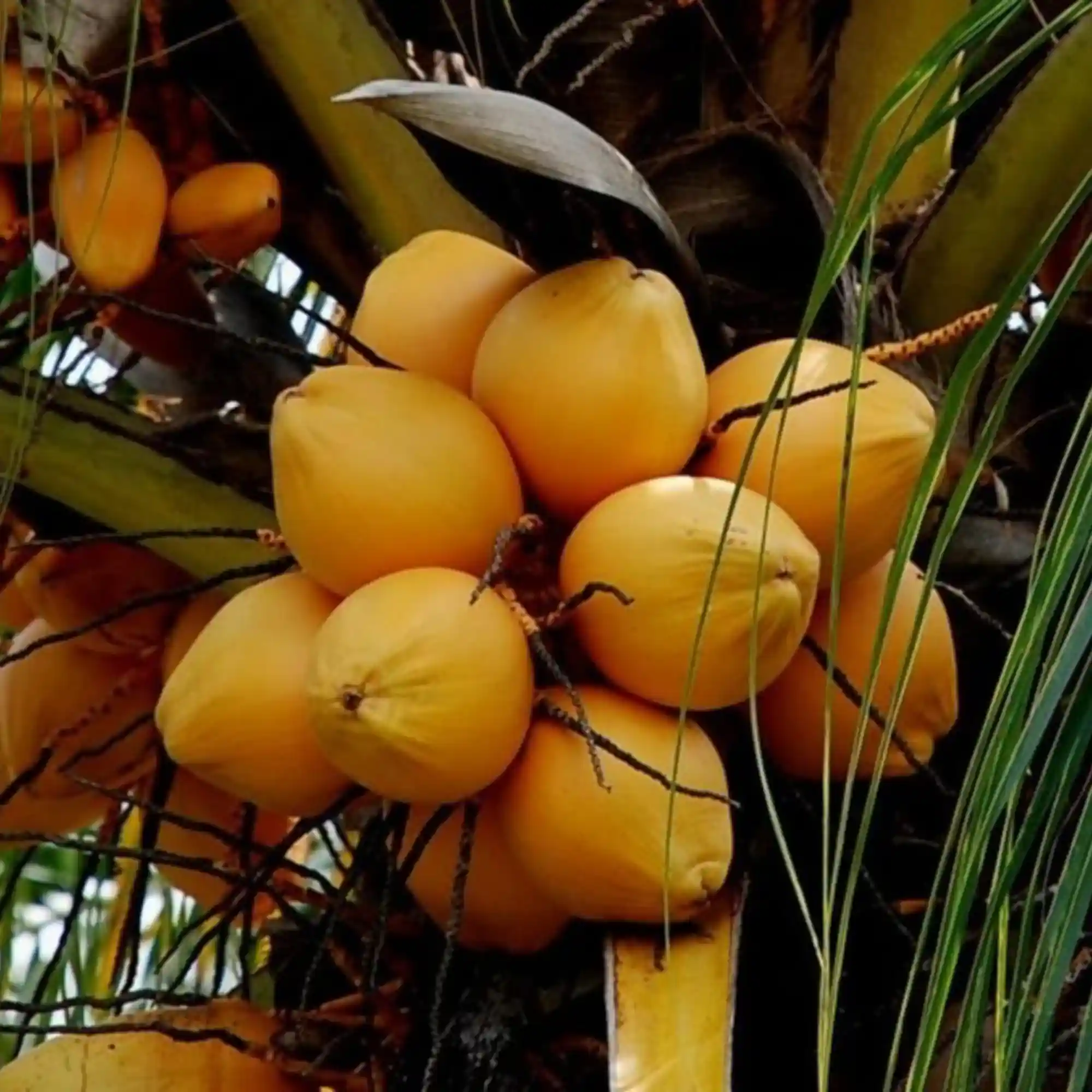 Coconut Hybrid Plant